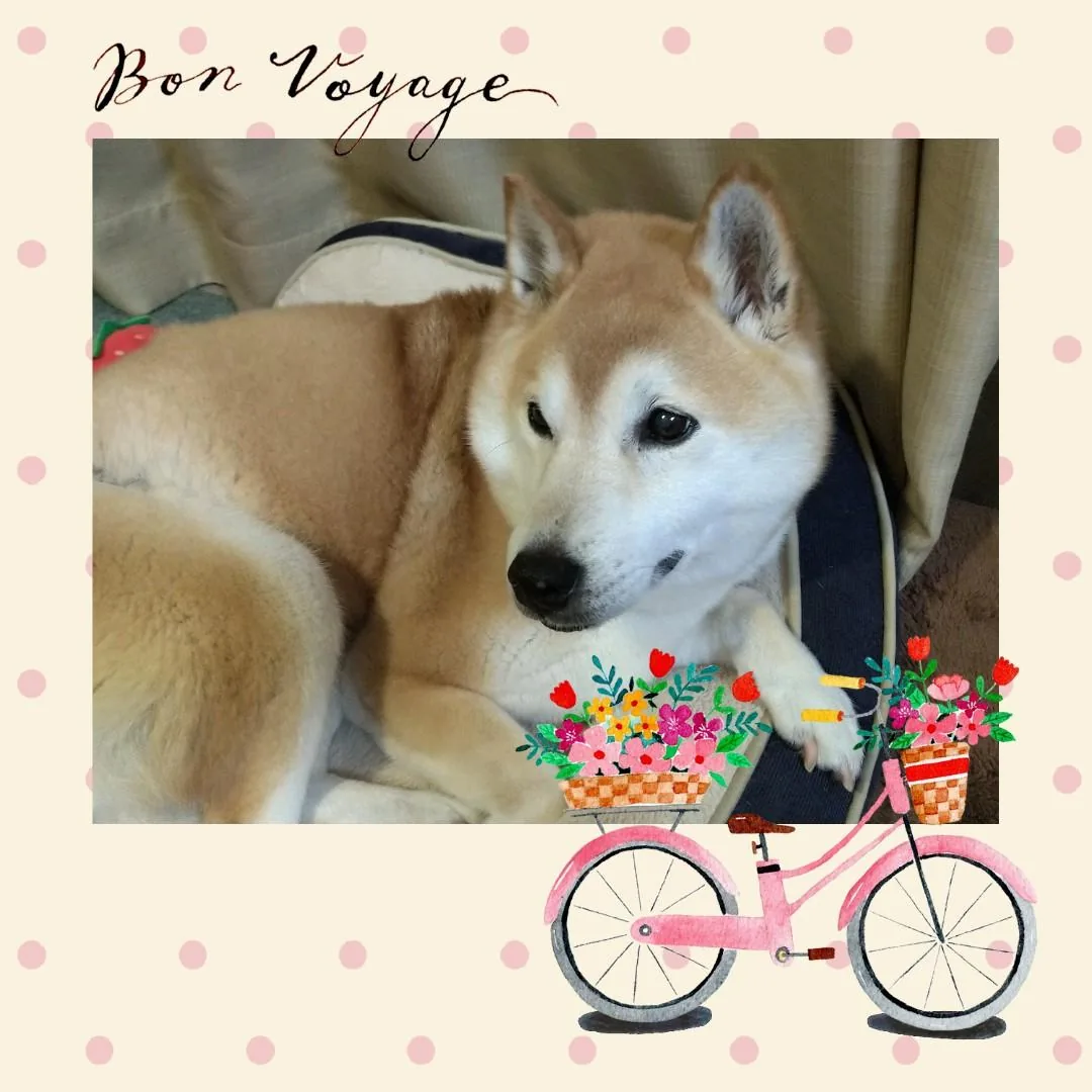 実在した初代柴犬のモモ