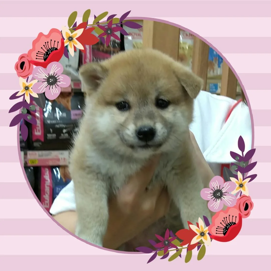 実在する柴犬のゆめ