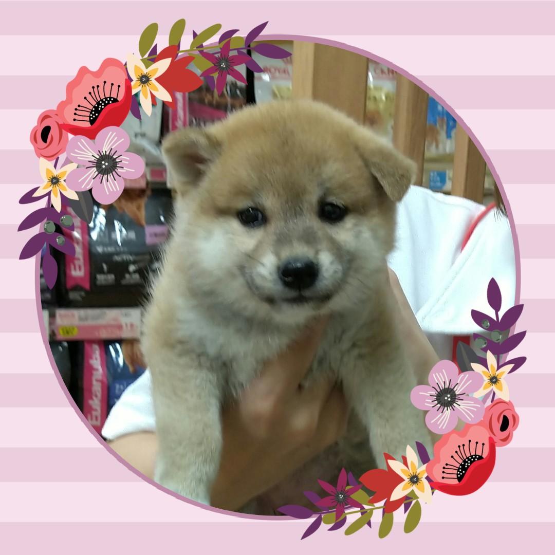 実在する柴犬のゆめ